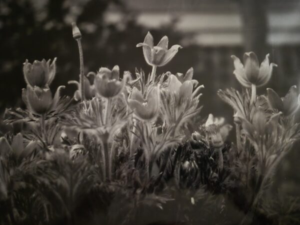 Linda-StHilare-Translucent-Photography-16x20