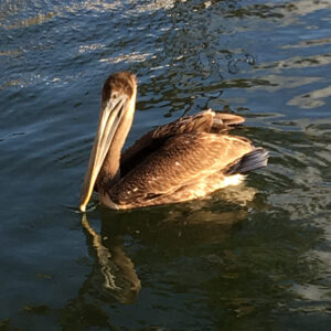 Pelican - Diane Karmiol - Image 1