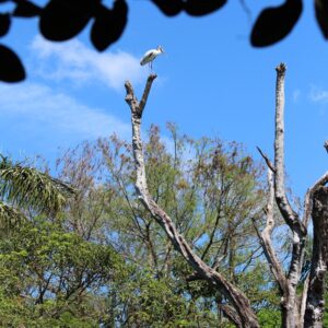 On the Lookout - Richard Proscia - Image 1