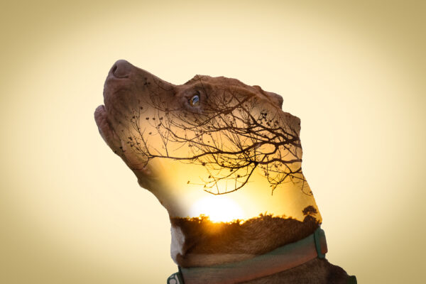 Youth-Art-Exhibit-2025-Paws-and-Reflect-Photography-19X13X0