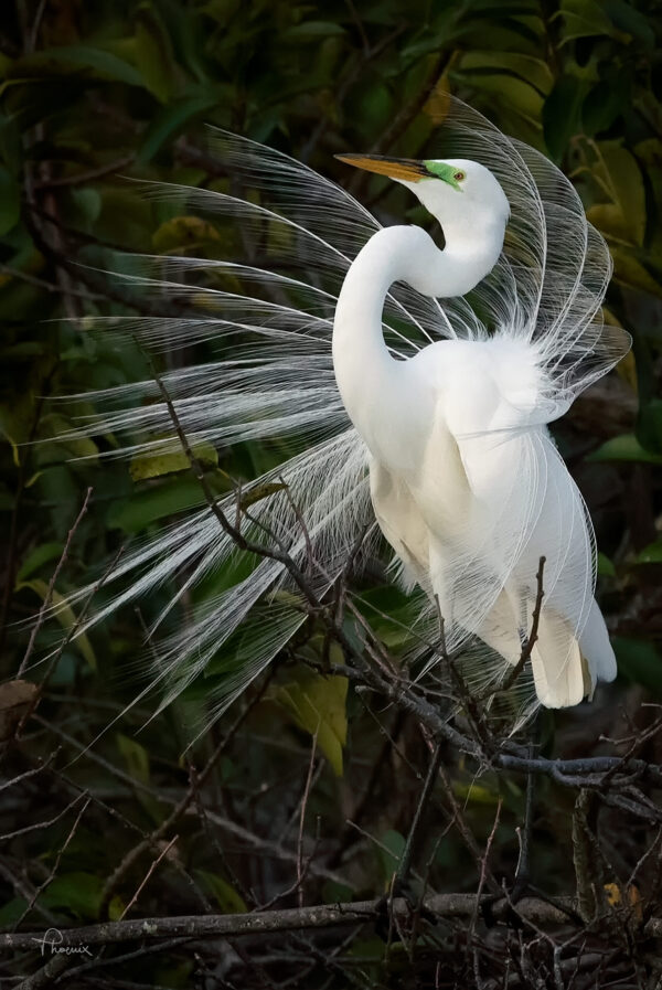 lynn-marks-Athena-Photography-24X36X0-scaled
